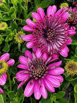 OSTEOSPERMUM 4D Purple